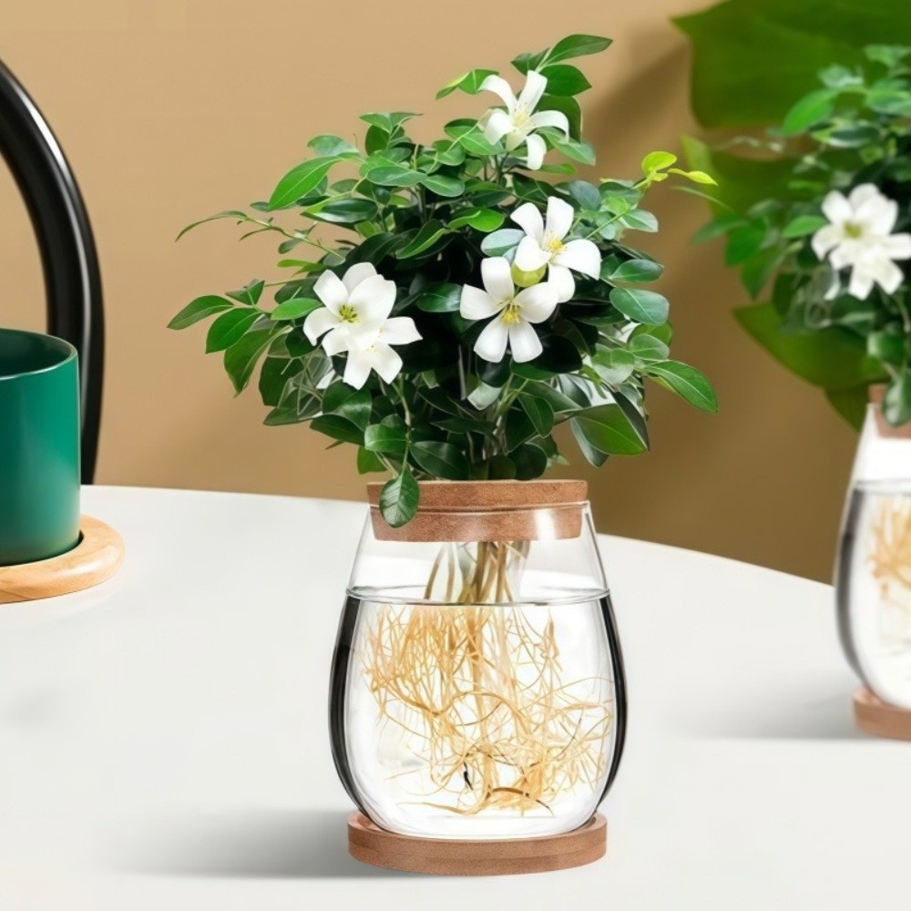 Transparent Hydroponic Flowerp - Propagation Station Vase review and price