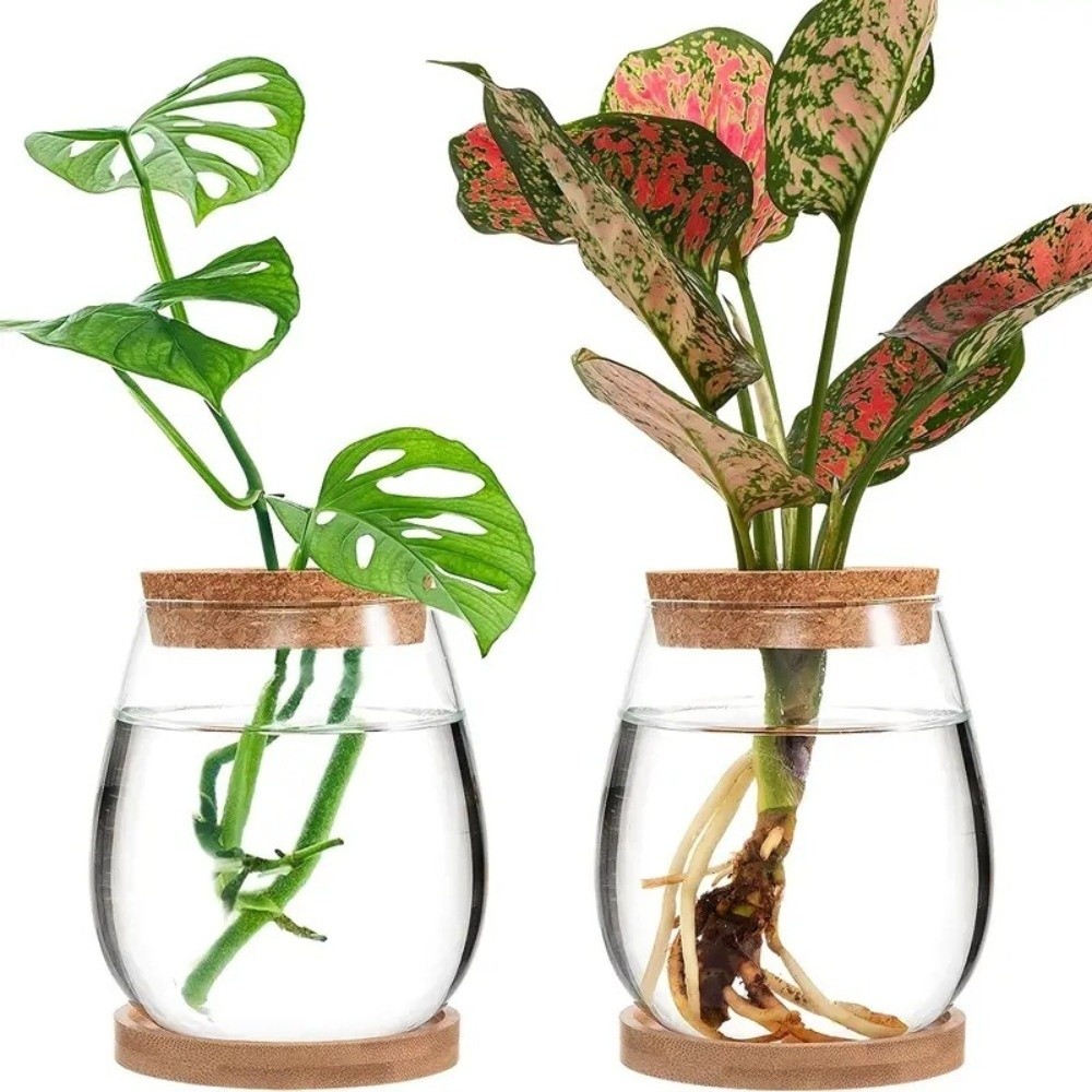 Transparent Hydroponic Flowerp - Propagation Station Vase review and price